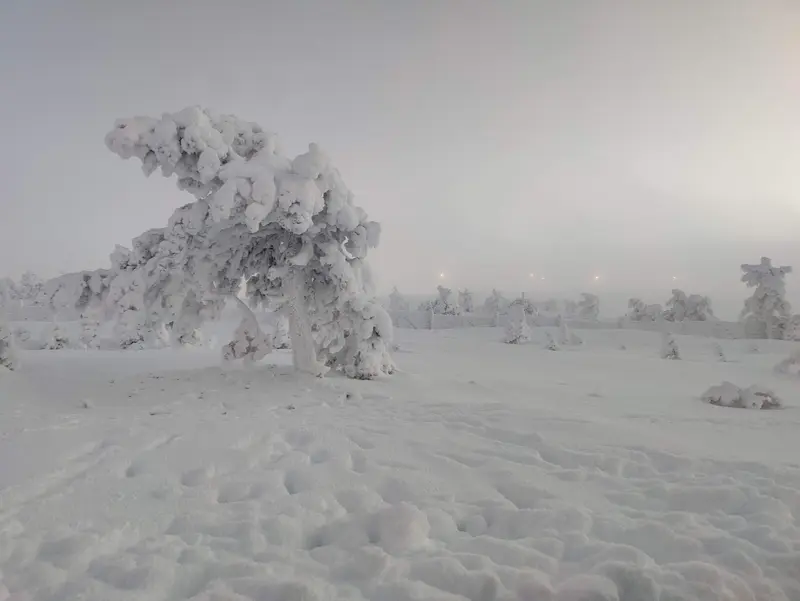 Polar night light over the Levi fell landscape with snow-covered trees