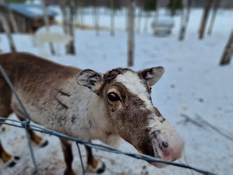 A reindeer in a snowy landscape in Levi