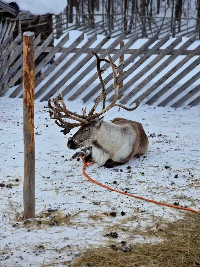 Reindeer resting at a reindeer farm in Levi