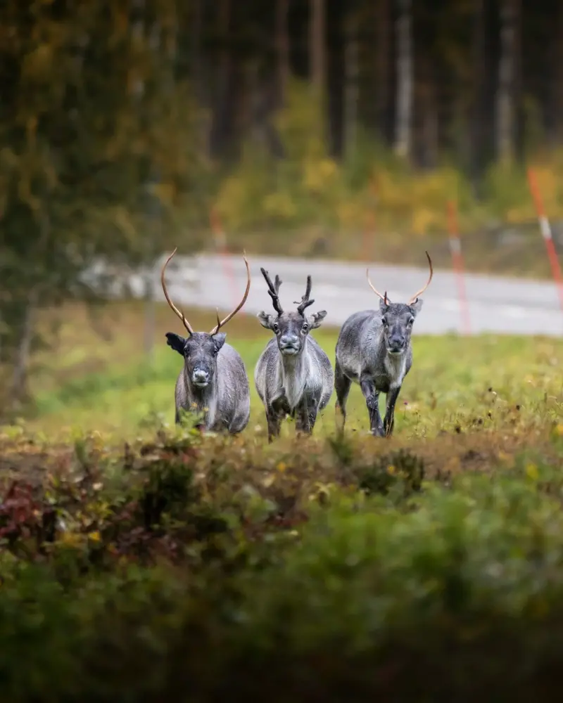 Reindeer by the roadside in Lapland